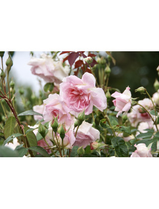 Jardins d'Albertas®