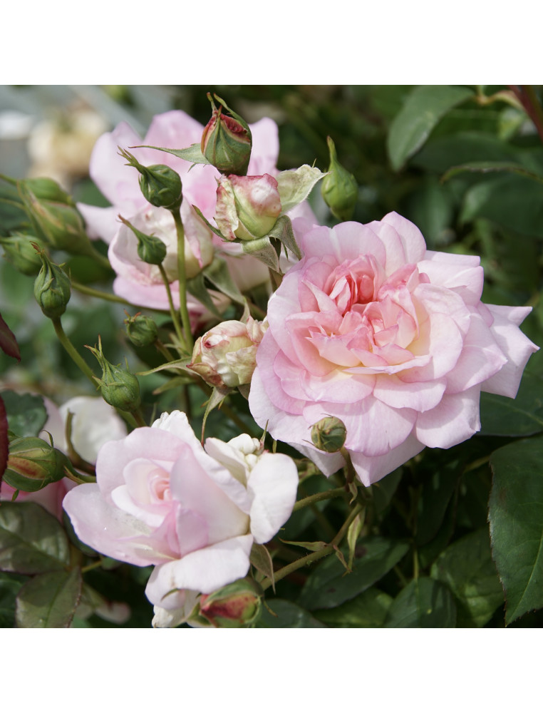 Jardins d'Albertas® - Générosa® - ©Roses Guillot