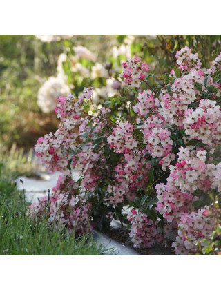 Rosier Ancien - Ballérina - ©Roses Guillot®