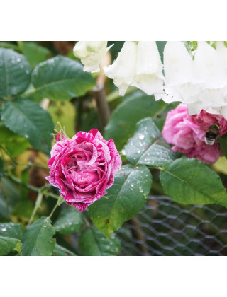 Rosier ancien - Ferdinand Pichard - ©Roses Guillot®