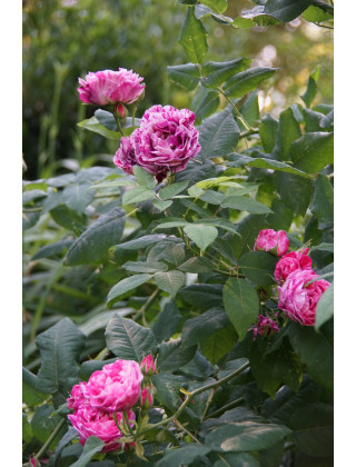 Rosier ancien - Ferdinand Pichard - ©Roses Guillot®