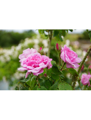 Rosier Ancien - Comte de Chambord - Roses Guillot®