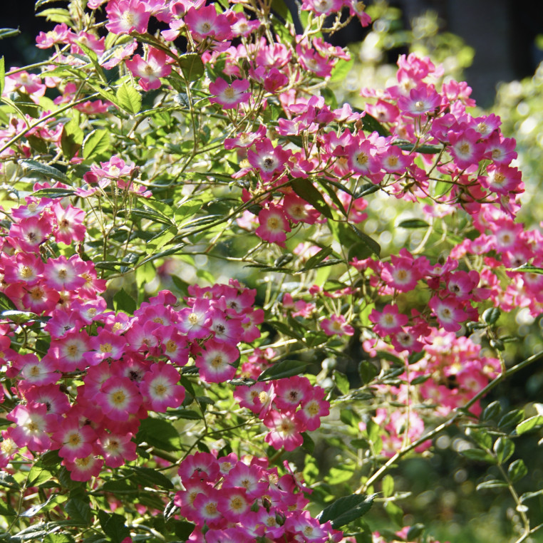 Rosier ancien - Mozart - ©Roses Guillot®