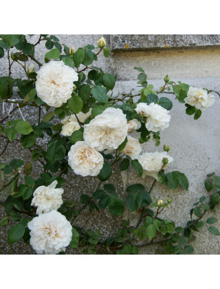 Rosier ancien grimpant - Sombreuil - ©Roses Guillot®