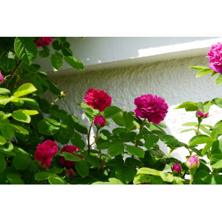Rose du Roi - Rosier Ancien - ©Roses Guillot®