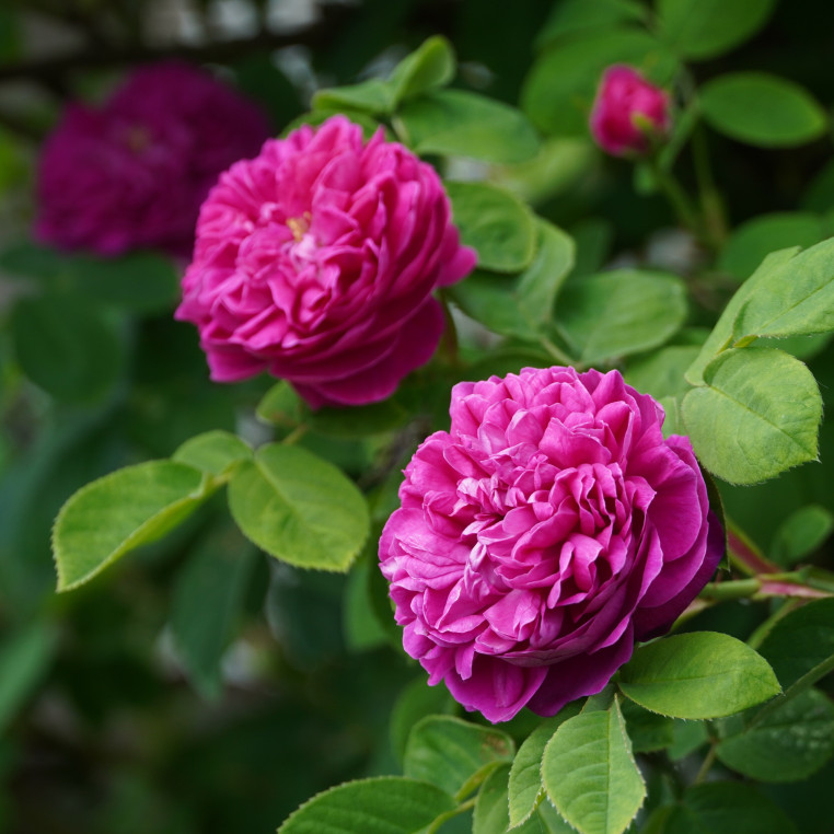 Rose du Roi - Rosier Ancien - ©Roses Guillot®