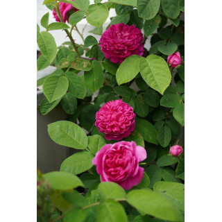 Rose du Roi - Rosier Ancien - ©Roses Guillot®