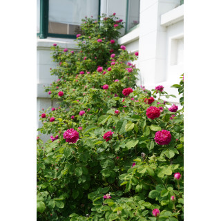 Rose du Roi - Rosier Ancien - ©Roses Guillot®