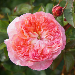 Rose Vauban® - ©Roses Guillot®