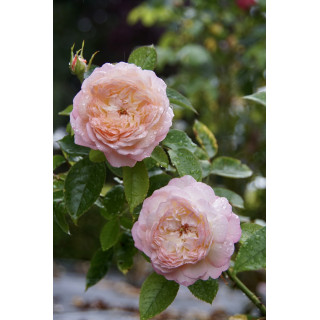 Rose Vauban® - ©Roses Guillot®