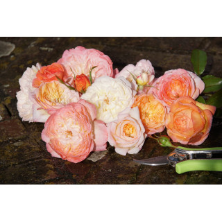 Rose Vauban® - ©Roses Guillot®