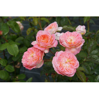 Rose Vauban® - ©Roses Guillot®