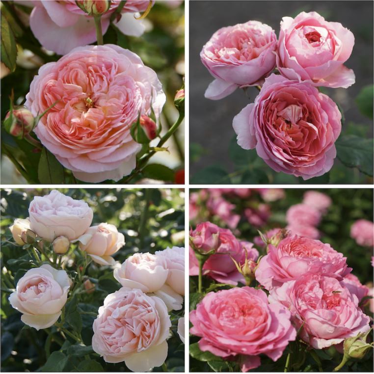 Panier Romantique - ©Roses Guillot®