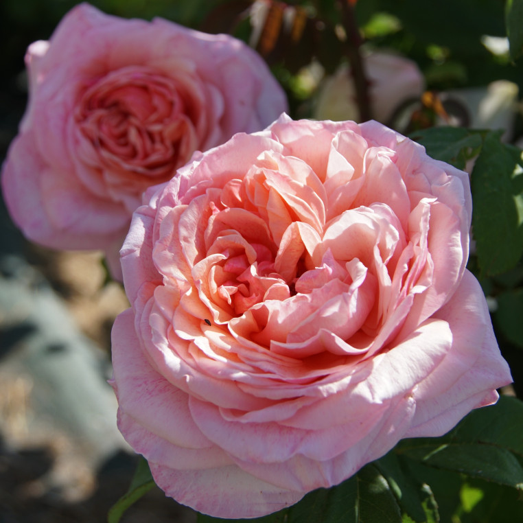 Paul Verlaine® - ©Roses Guillot®