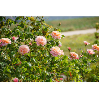 Paul Verlaine® - ©Roses Guillot®
