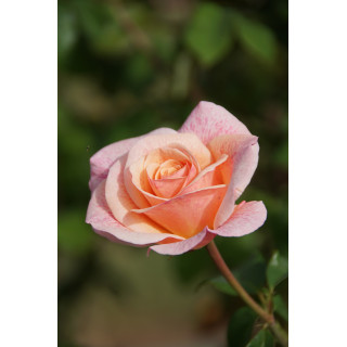 Paul Verlaine® - ©Roses Guillot®