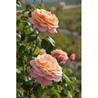 Paul Verlaine® - ©Roses Guillot®