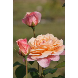 Paul Verlaine® - ©Roses Guillot®