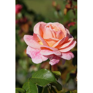 Paul Verlaine® - ©Roses Guillot®