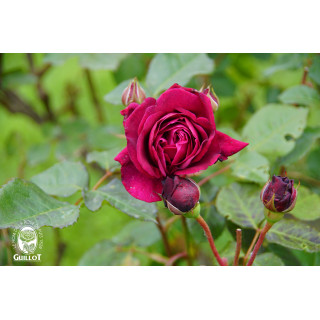 Rose de Chateau Beychevelle® - ©Roses Guillot®