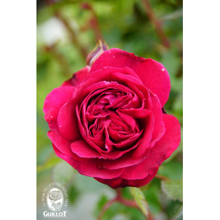 Rose de Chateau Beychevelle® - ©Roses Guillot®