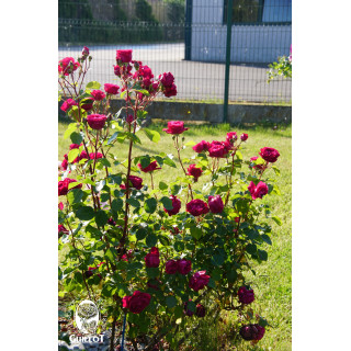 Rose de Chateau Beychevelle® - ©Roses Guillot®
