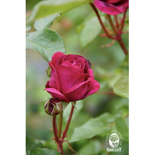 Rose de Chateau Beychevelle® - ©Roses Guillot®