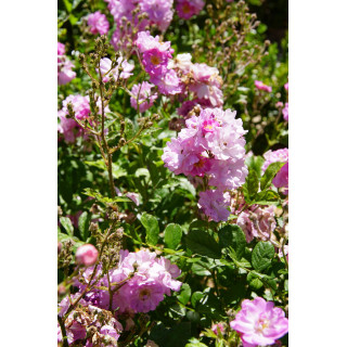 Rosier ancien - Raymond Privat - ©Roses Guillot®