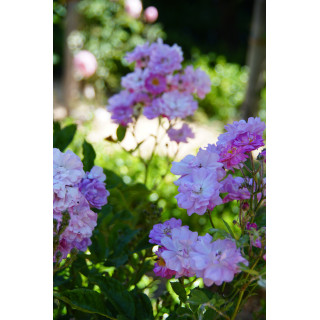 Rosier ancien - Raymond Privat - ©Roses Guillot®