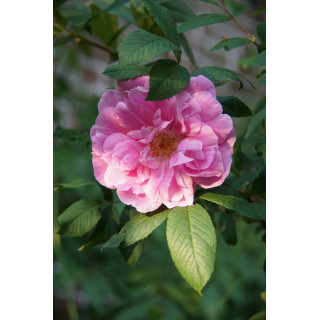 Rosier Ancien - Thérèse Bugnet - ©Roses Guillot®