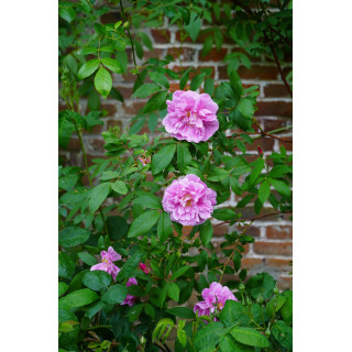 Rosier Ancien - Thérèse Bugnet - ©Roses Guillot®