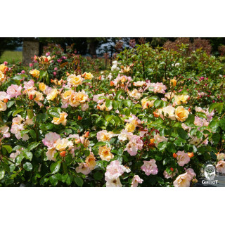 Rosier Terre des Roses® - Souvenir de Robert Schuman - ©Roses Guillot®