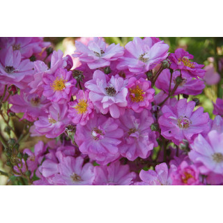Rosier ancien - Raymond Privat - ©Roses Guillot®