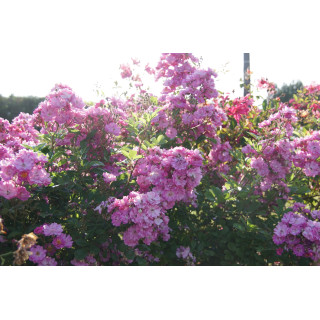 Rosier ancien - Raymond Privat - ©Roses Guillot®