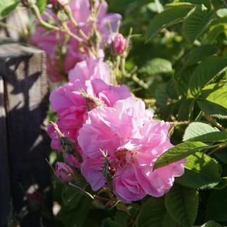Ros de Damas - Rose ancienne - ©Rose Guillot®