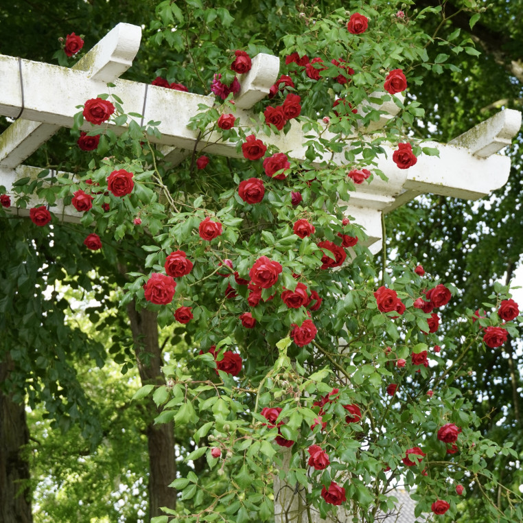 Rosier grimpant  ancien - Etoile de Hollande - ©Roses Guillot®