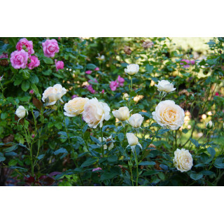 Rosiers Générosa® - Ingrid Bétancourt® - ©Roses Guillot®v