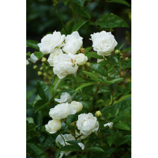 Rosier ancien - Yvonne Rabier - ©Roses Guillot®