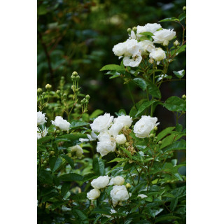 Rosier ancien - Yvonne Rabier - ©Roses Guillot®