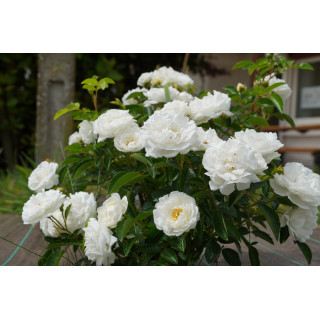 Rosier ancien - Yvonne Rabier - ©Roses Guillot®