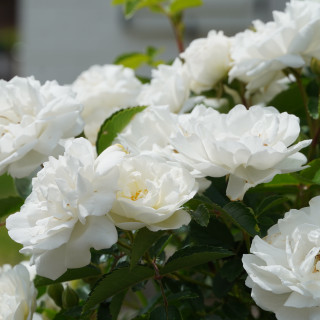 Rosier ancien - Yvonne Rabier - ©Roses Guillot®