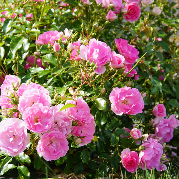 Terre des Roses® - Yves Duteil - ©Roses Guillot®