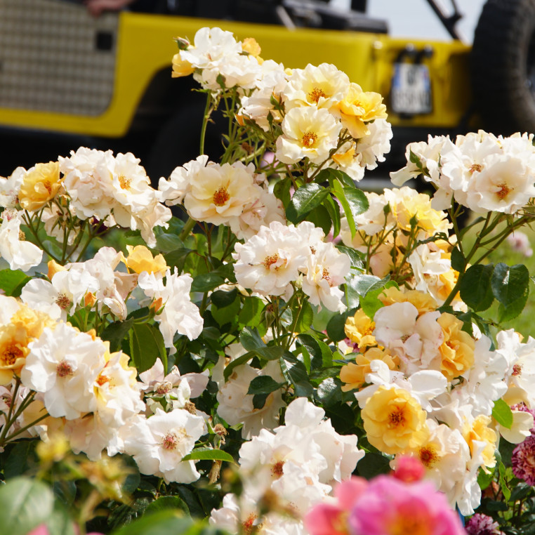 Rosier Terre des Roses® - Souvenir de Robert Schuman - ©Roses Guillot®