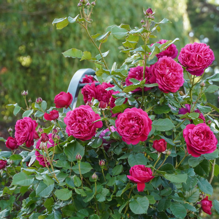 Rosier Générosa® Grimpant - Rose Salma Es-Said - ©Roses Guillot®