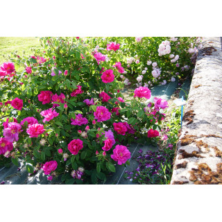 Rose de Provins -  Rosa Gallica Officinalis - ©Roses Guillot®