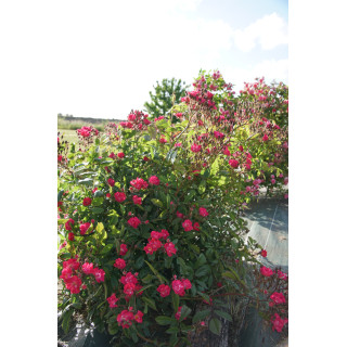 Rosier ancien - Robin Hood - ©Roses Guillot®