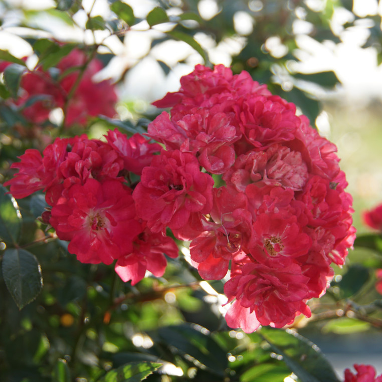 Rosier ancien - Robin Hood - ©Roses Guillot®