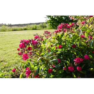 Rosier ancien - Robin Hood - ©Roses Guillot®