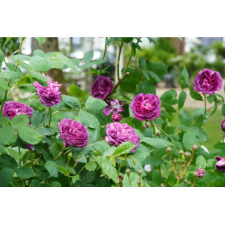 Rosier ancien - Reine des Violettes - ©Roses Guillot®