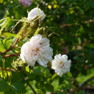 Rosier ancien - Quatre Saisons Blanc Mousseux - ©Roses Guillot®